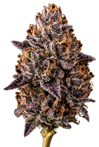 Jar Co flower product photo
